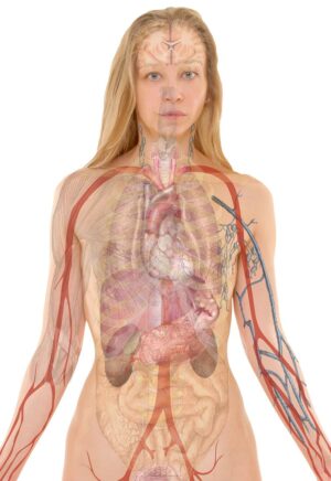 women's anatomy